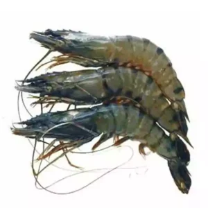 Bagda 2