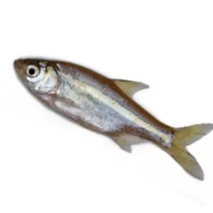 Mola 1