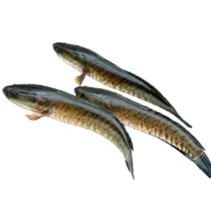 Taki টাকি – ১ কেজি